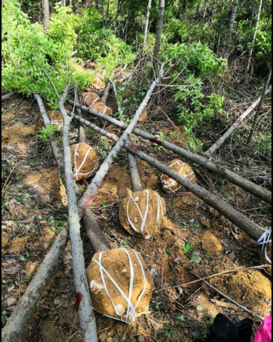 滇朴 出售大量朴树，米径5到15公分，基地直供