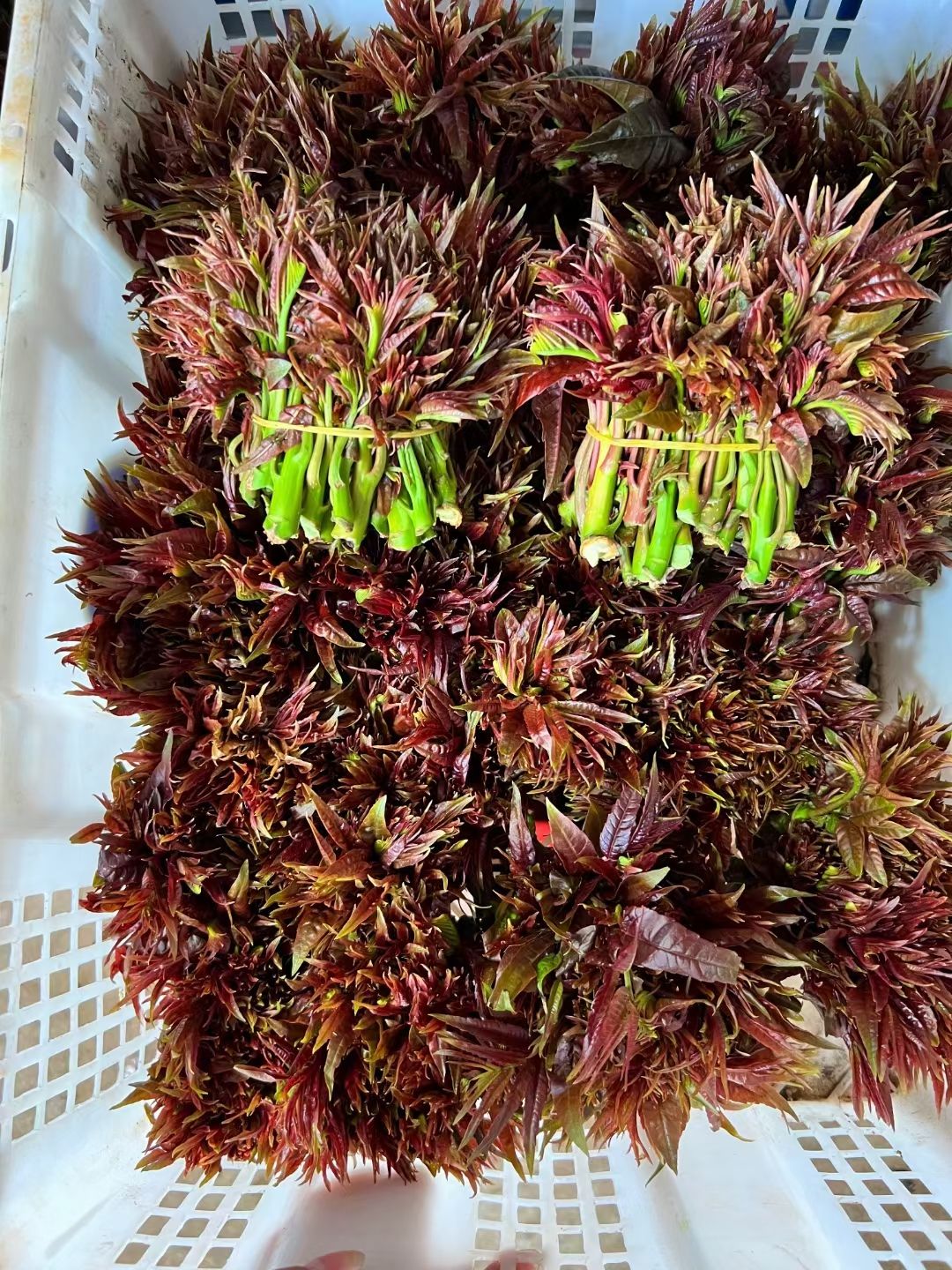 香椿芽红香椿现采现发