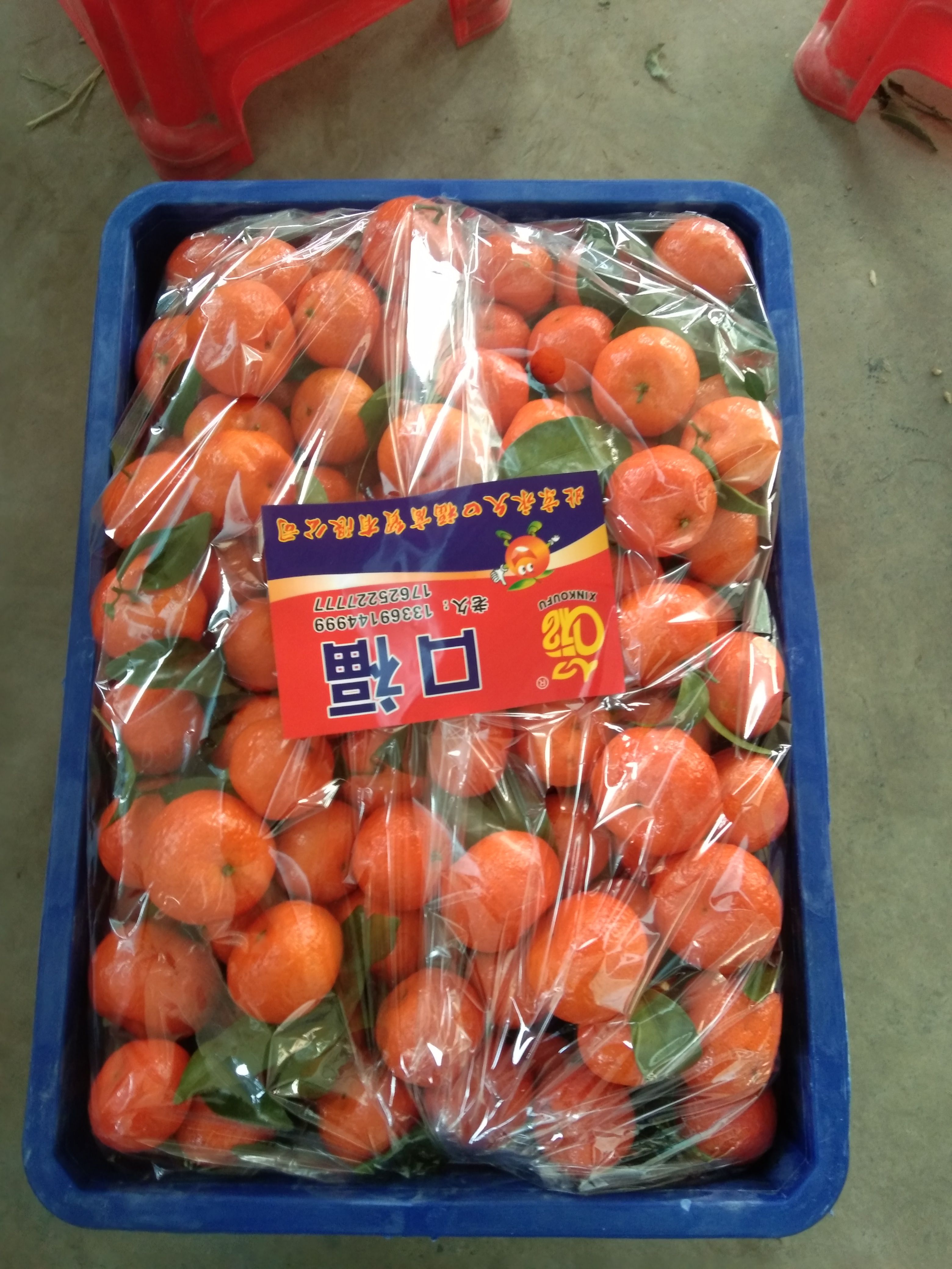 蜜桔  沙糖桔火热销售中