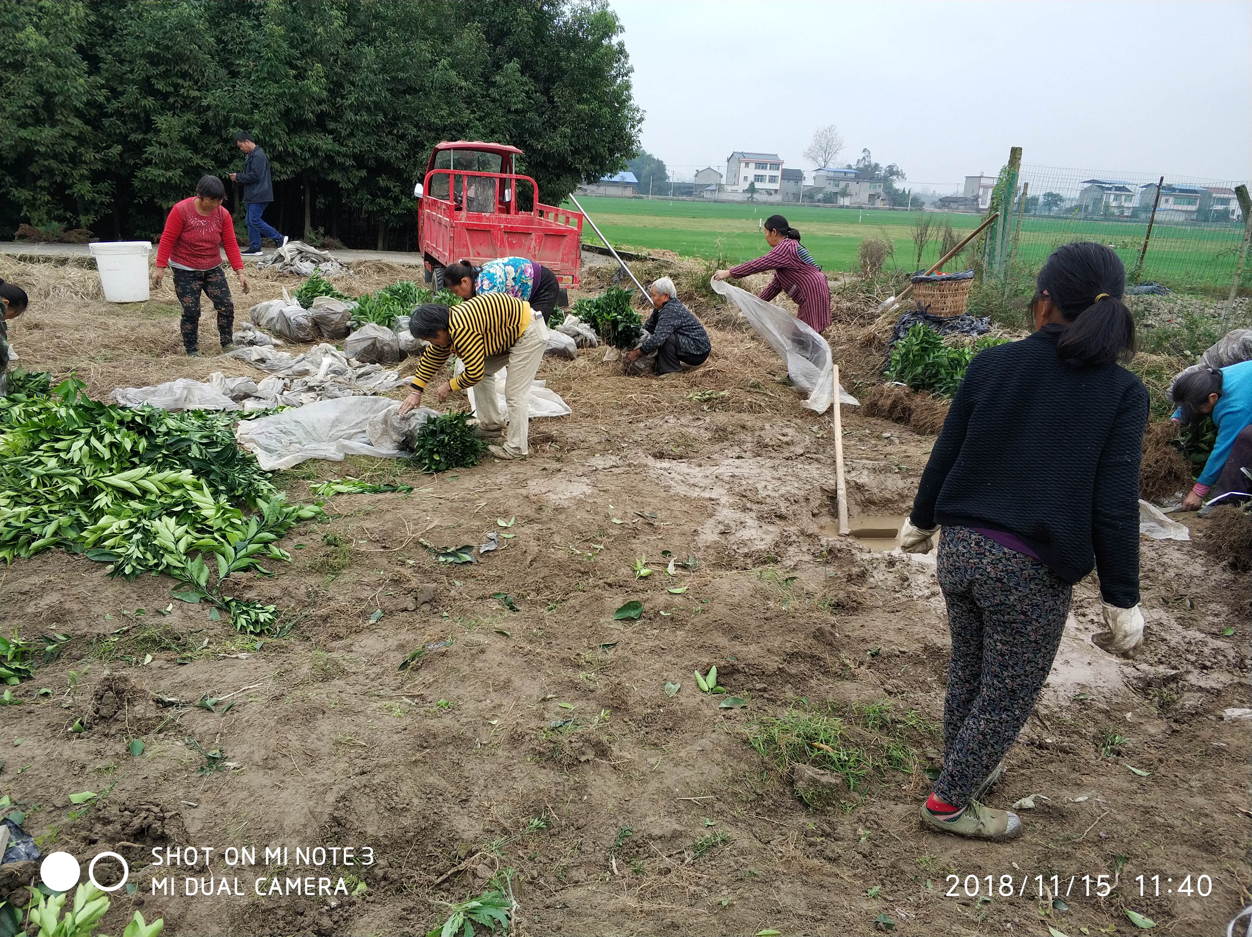 爱媛38号柑桔苗 爱媛38柑桔苗 红美人柑桔苗 柑橘苗