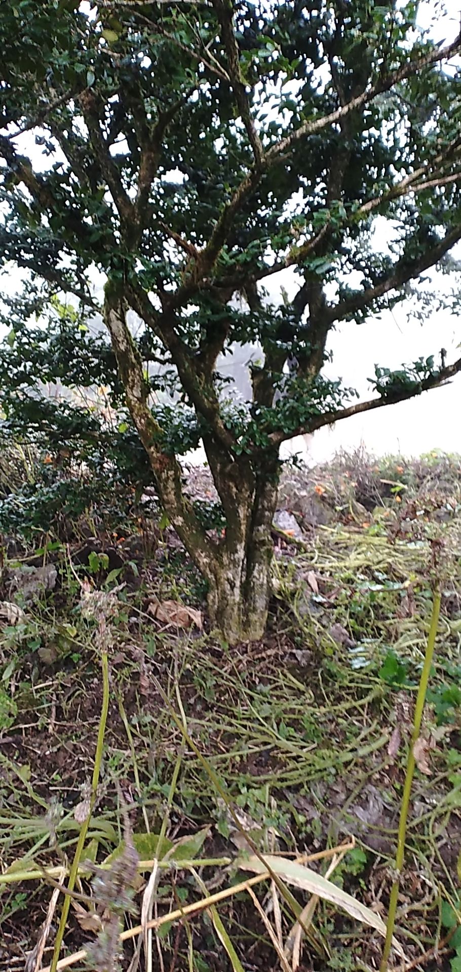  小叶黄杨树
