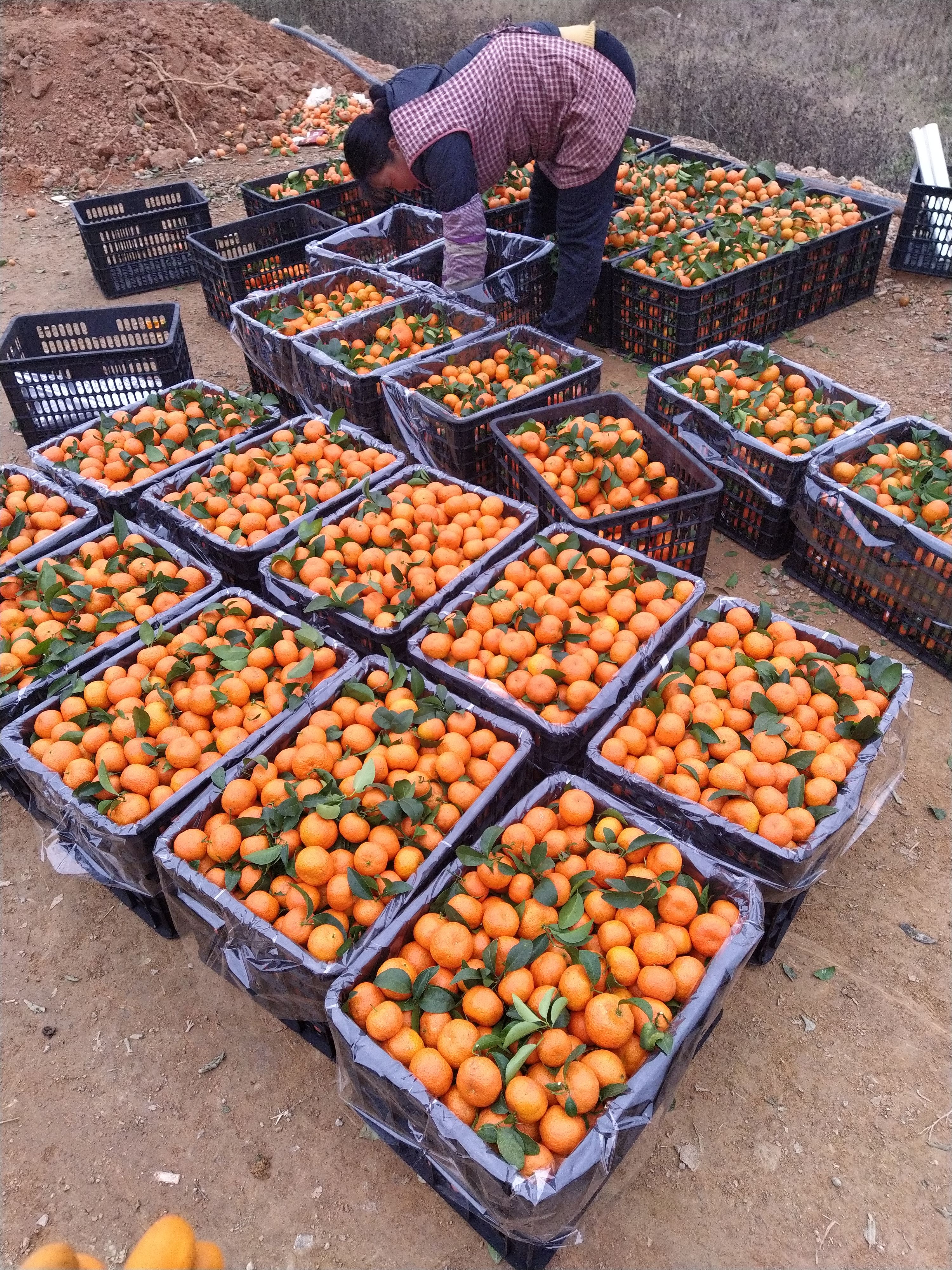 沙糖桔 正宗广西西林砂糖橘，口感甜蜜，果园直采，不宜错过。