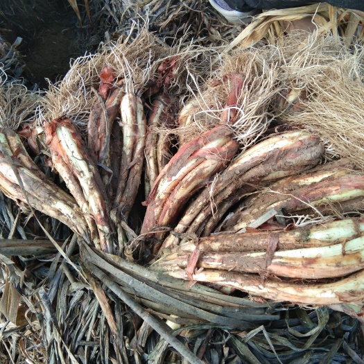 榆林 米脂羊粪红葱