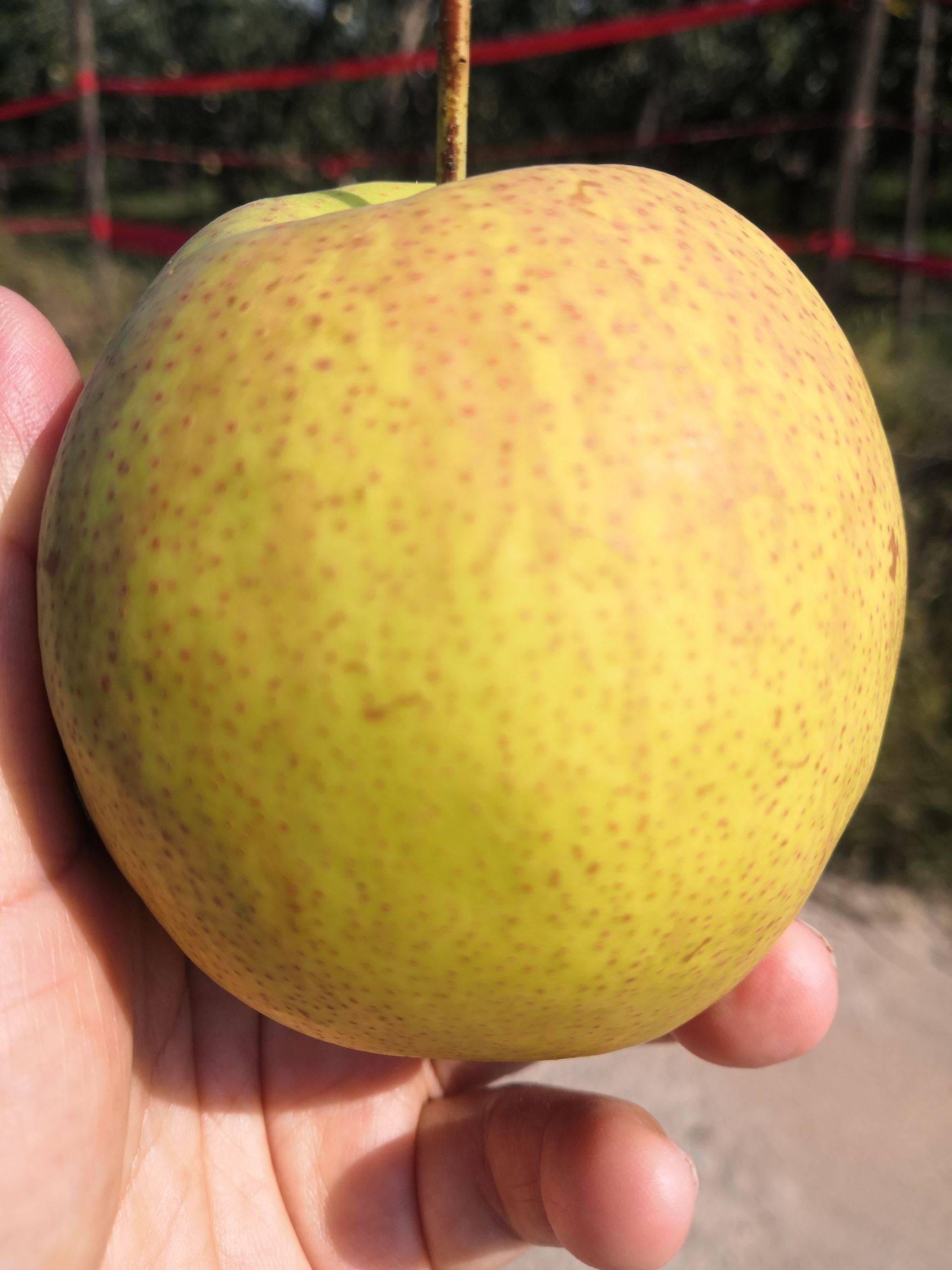 玉露香梨树苗 酥脆无渣 口感香甜 丰产易管理保证品种