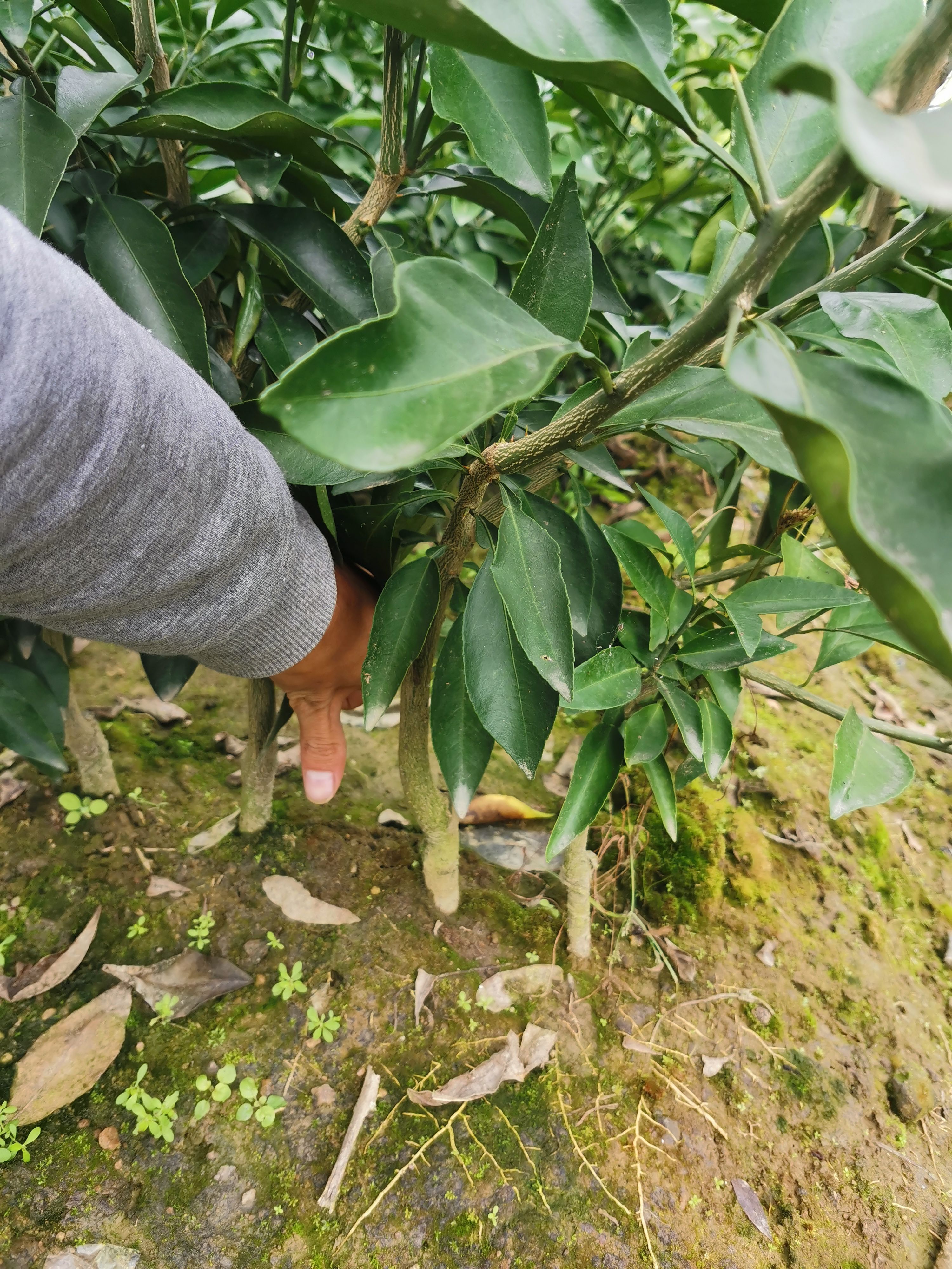 爱媛38号柑桔苗 爱媛38柑桔苗 红美人柑桔苗 柑橘苗