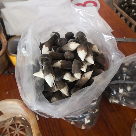 金乡县 优质鸡枞菌