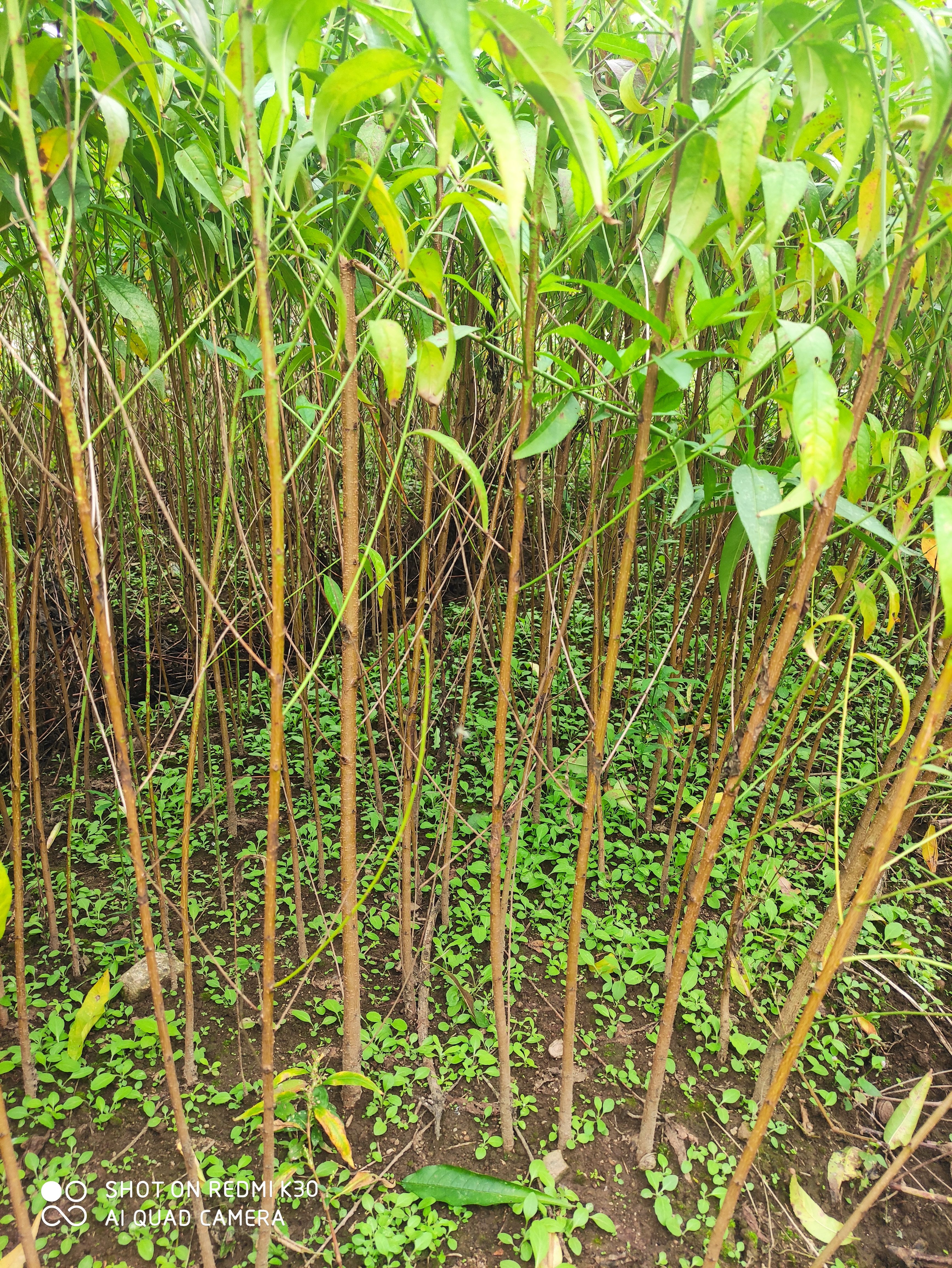 毛桃苗 0.6公分以上