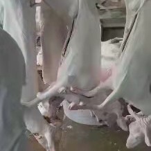 单县白条羊 养殖羊 带骨羊肉 生肉 羊肉整只 