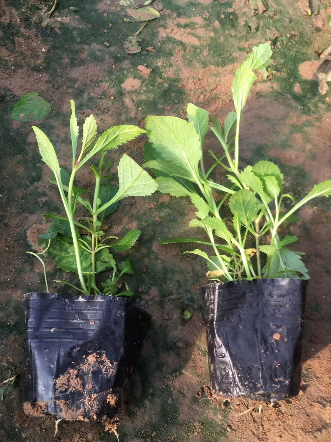 马鞭草种苗 马鞭草价格 马鞭草产地马鞭草批发 马鞭草种植户