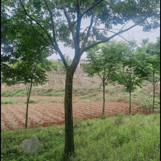 安宁市滇朴 出售大量朴树，米径5到15公分，基地直供