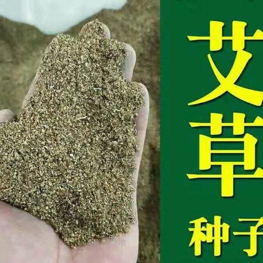 宿迁艾草种子种植食用艾草种籽野生艾草种籽大叶艾蒿青蒿四季驱蚊