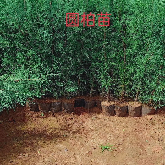 陆良县圆柏苗 大袋圆柏，滇柏苗，冲天柏，干香柏有现货16X16杯