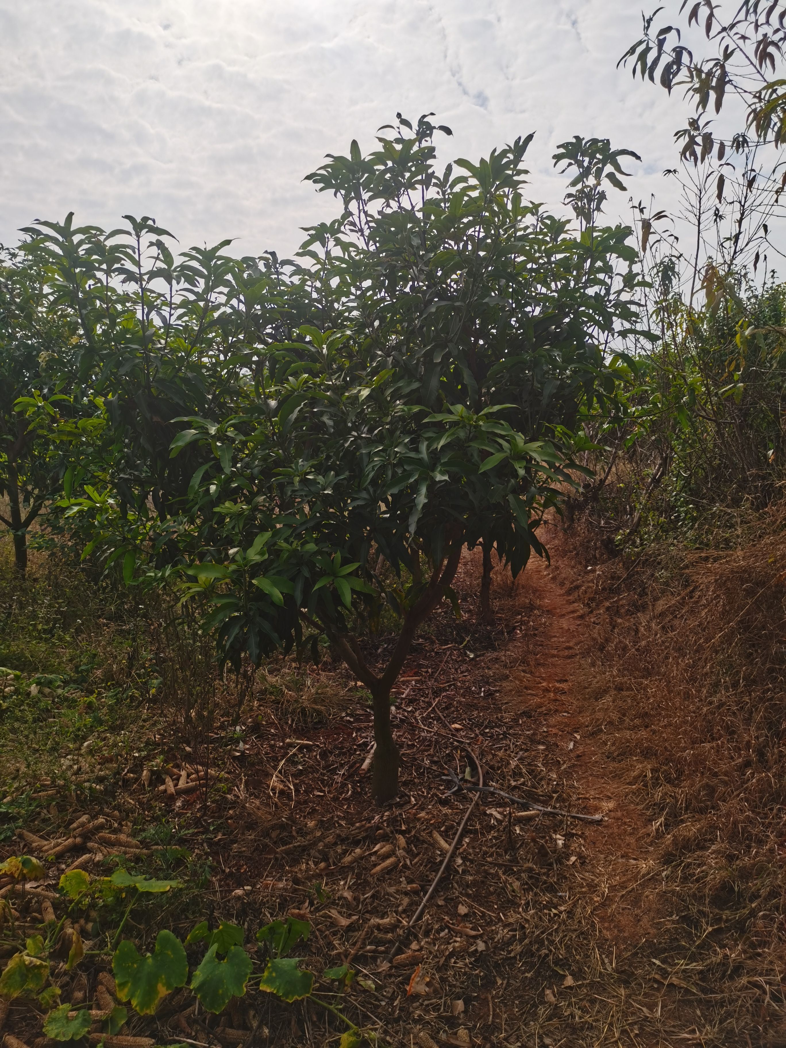 澳芒苗 芒果树地径7-8公分