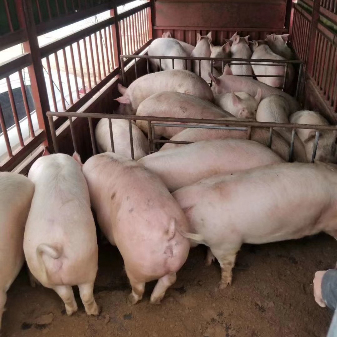 [大白猪批发]大白猪 肥猪,有需要的老板请随时随地