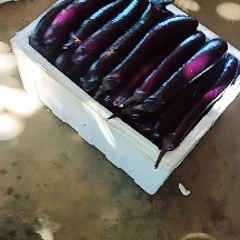 紫长茄 现摘茄子，徐闻产地。需要的老板可以联系
