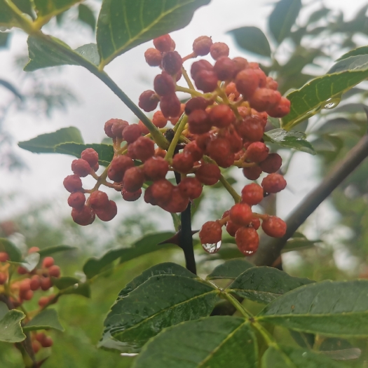 绛县大红袍花椒苗  花椒苗山西花椒苗种植基地高产现挖现发量大批发