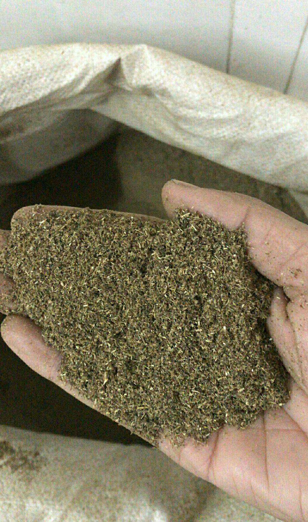 艾草种子种植食用艾草种籽野生艾草种籽大叶艾蒿青蒿四季驱蚊