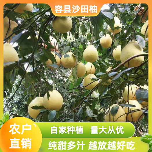容县容县沙田柚，蛇皮袋子装50斤