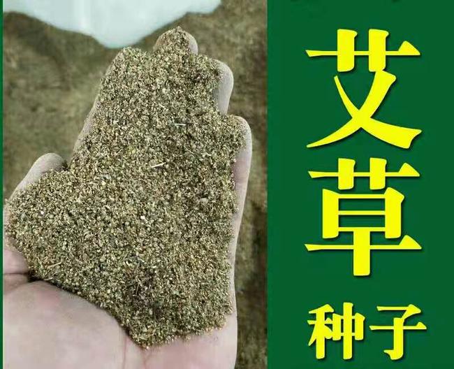 艾草种子种植食用艾草种籽野生艾草种籽大叶艾蒿青蒿四季驱蚊