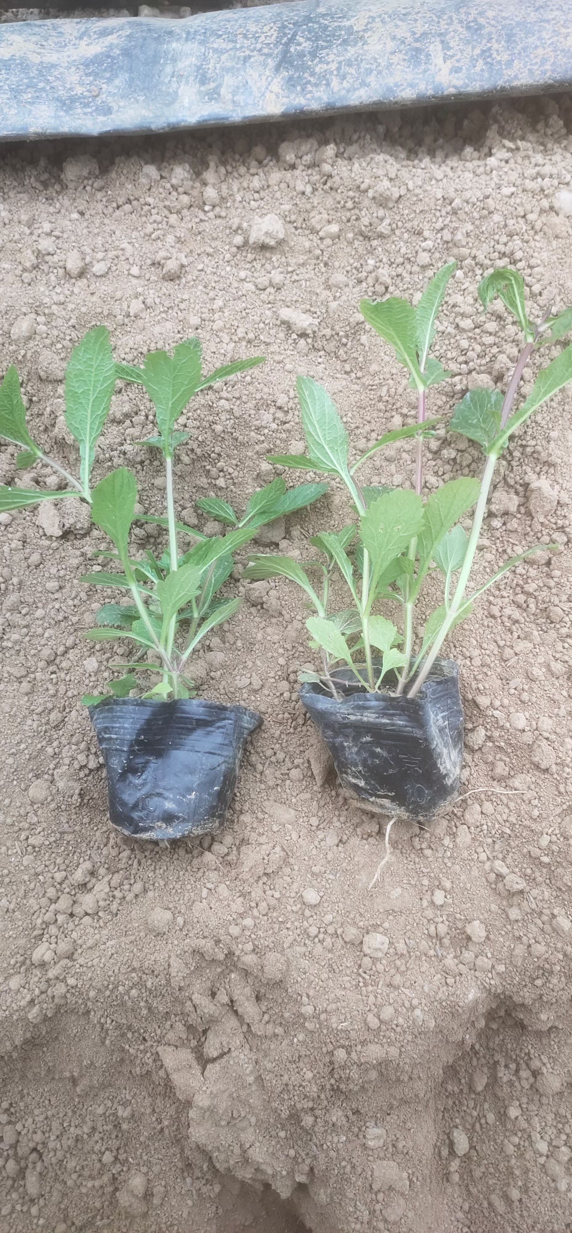 马鞭草种苗 马鞭草价格 马鞭草产地马鞭草批发 马鞭草种植户