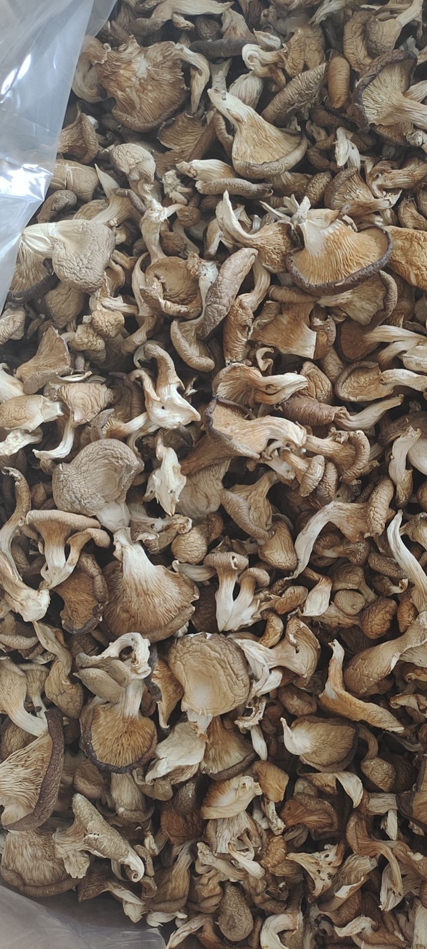 干平菇，杏鲍菇，姬松茸，