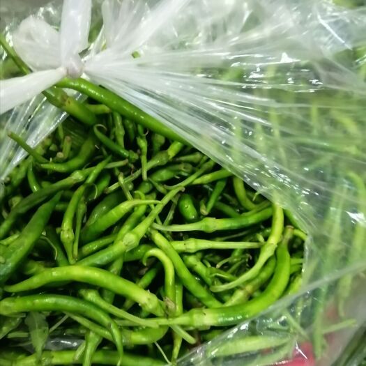 成都 辣椒二荆条