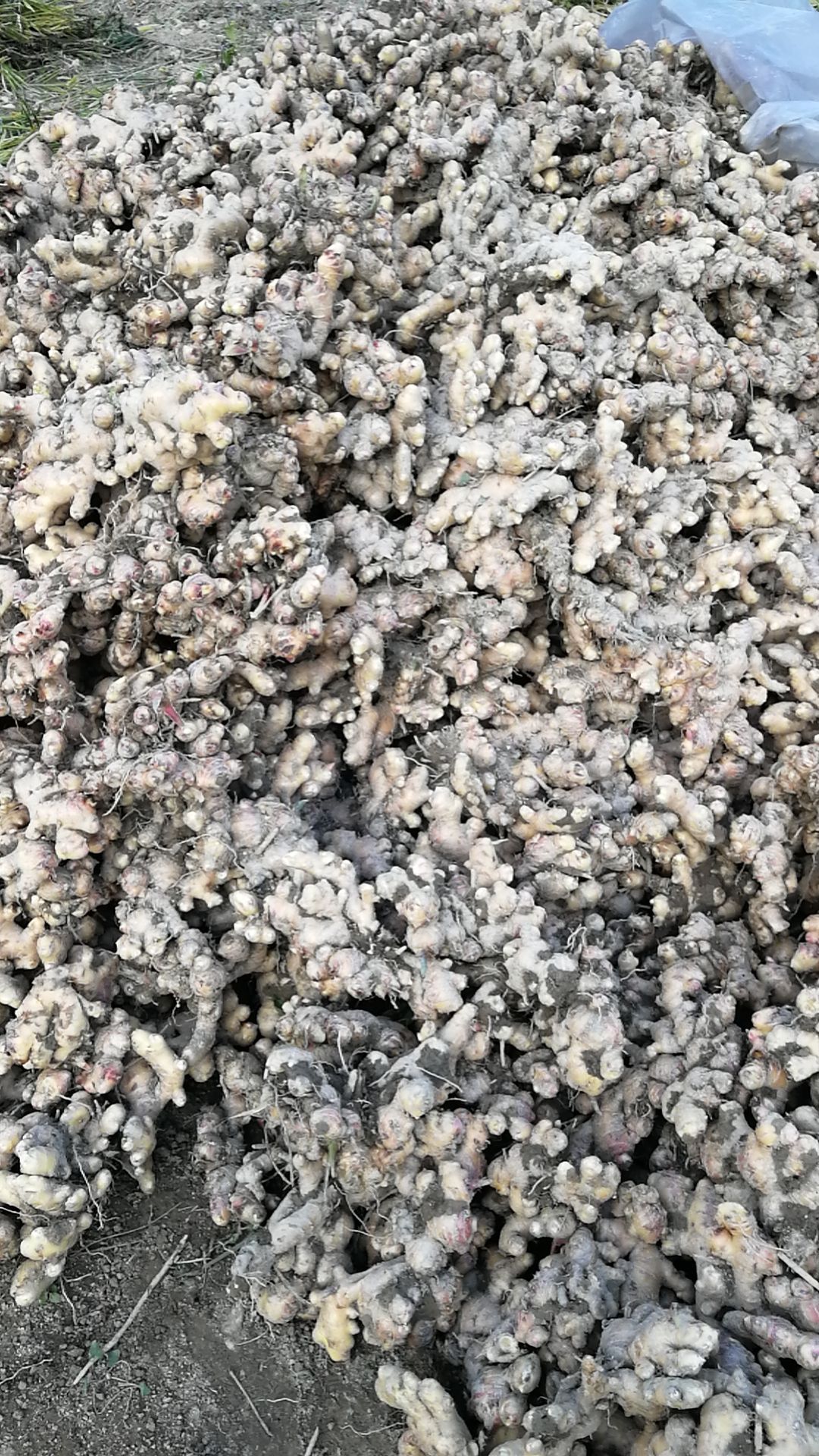 大黄姜 广西壮族自治区百色市右江区 6两以上 带土 新姜 