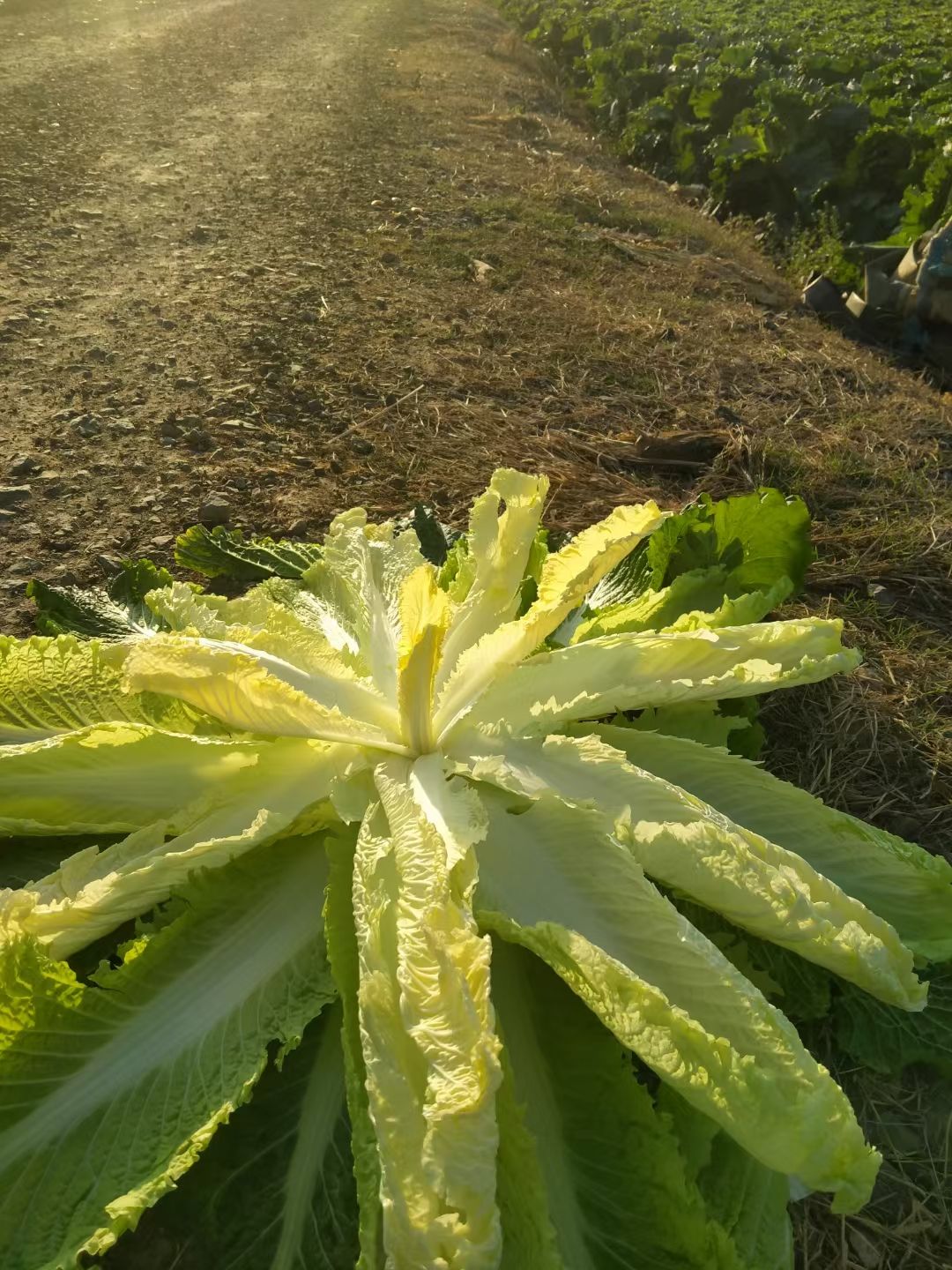 竹筒   广西白菜