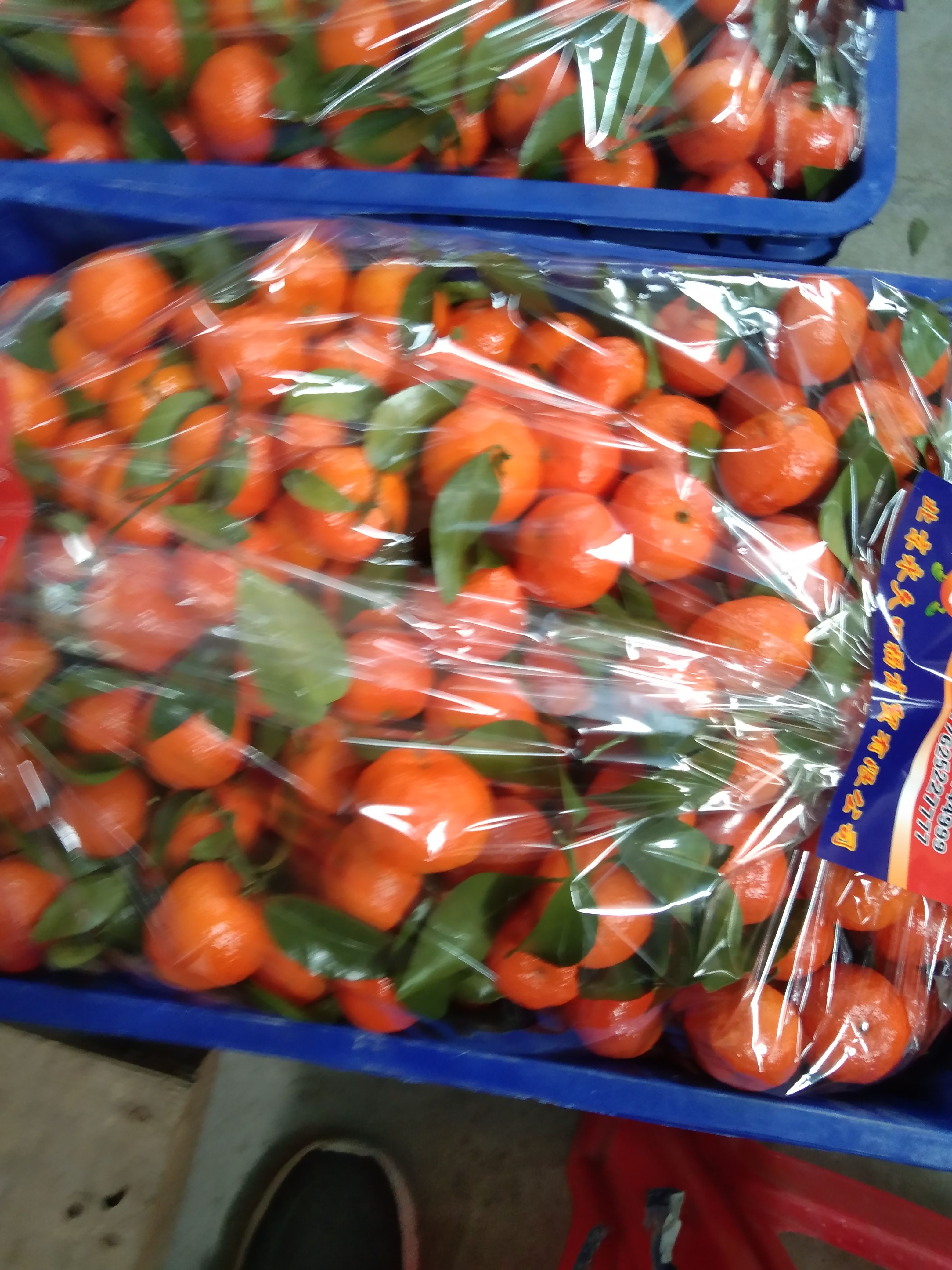 蜜桔  沙糖桔火热销售中