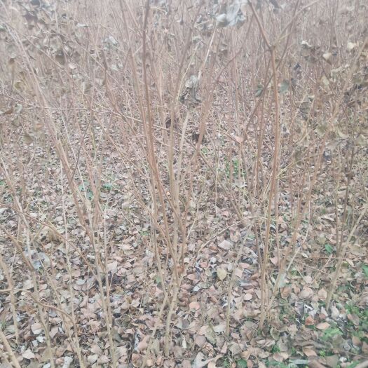 桐柏县省沽油 珍珠花苗