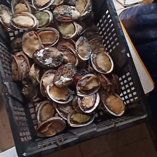 深圳 鲍鱼