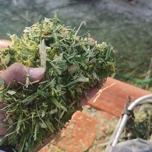 来宾甘蔗尾青贮饲料加工
大量出售
