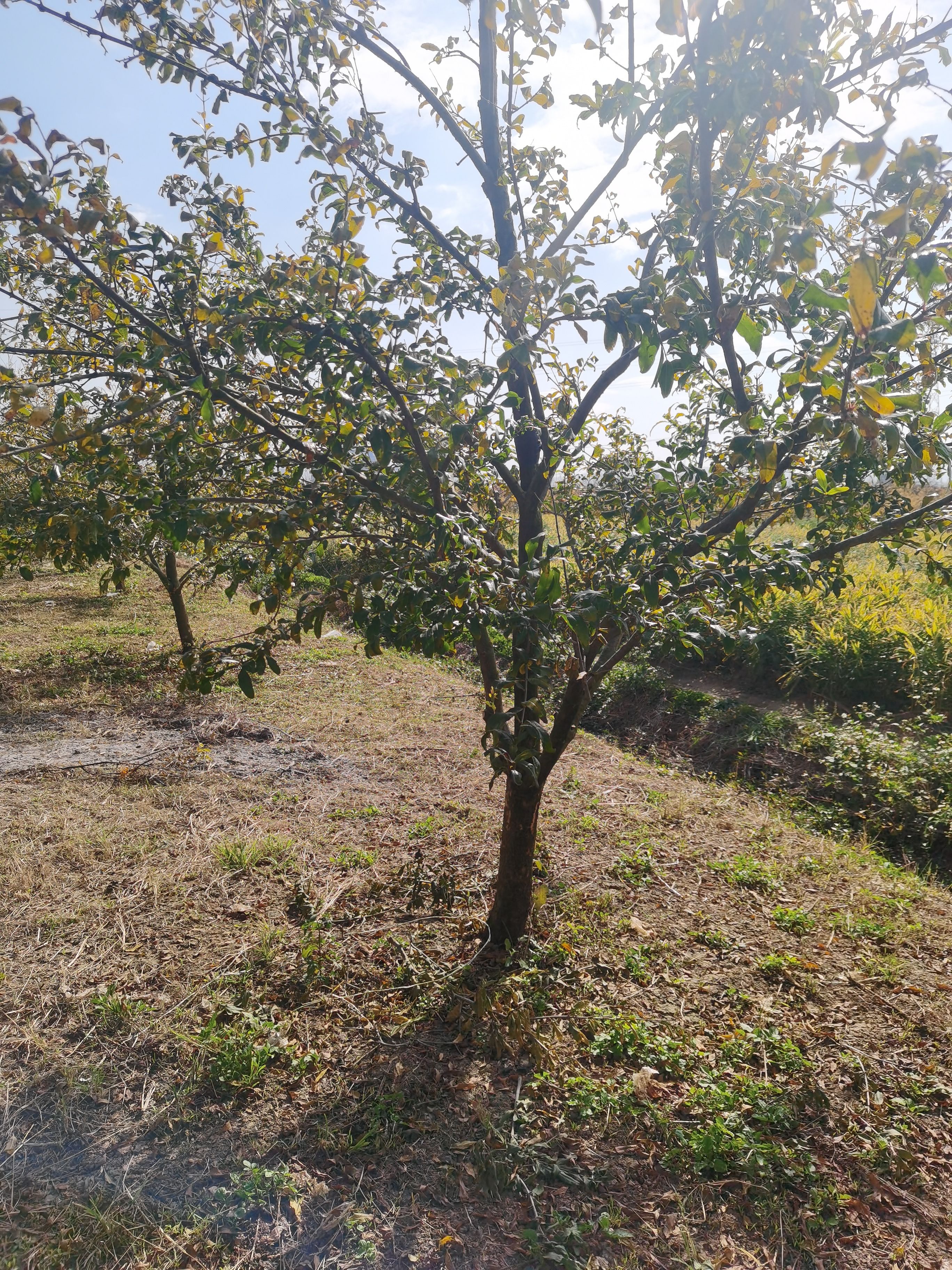 造型石榴树 精品小石榴树出售