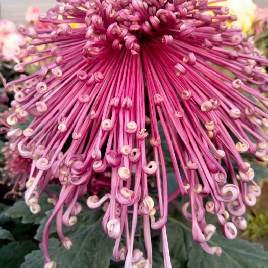 海宁市菊花苗