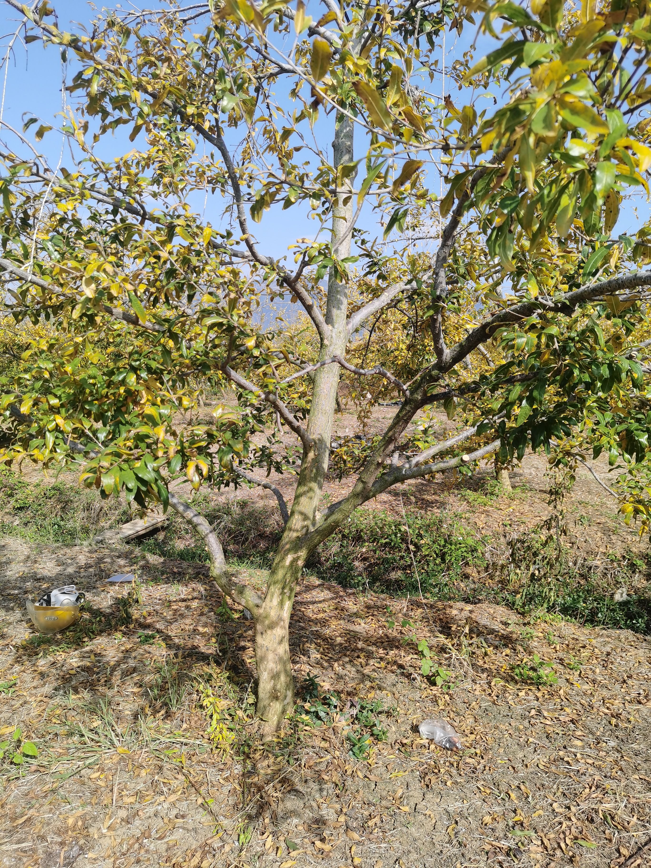 水晶石榴树苗 精品小石榴树