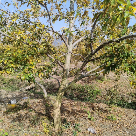 蒙自市水晶石榴树苗 精品小石榴树