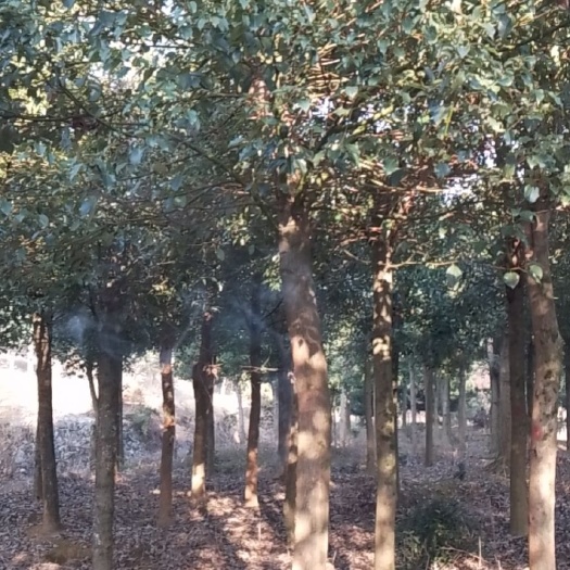 全州县 14—23公分截杆发帽香樟，