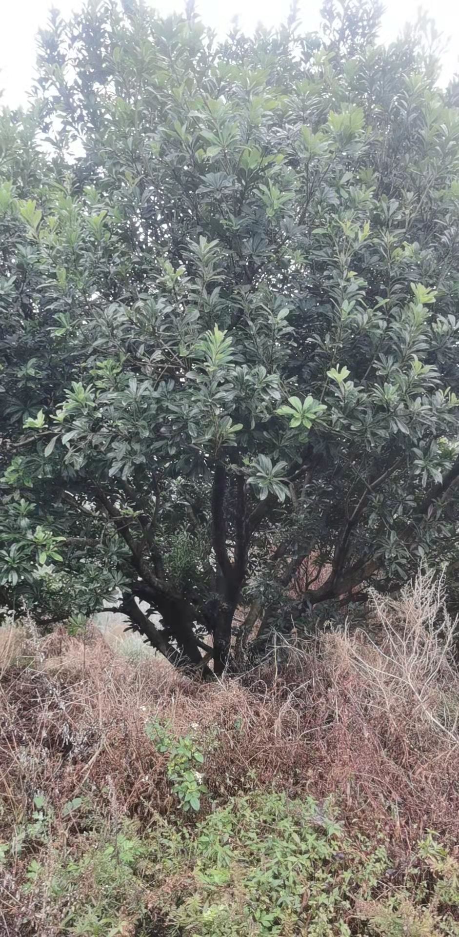  杨梅树18公分以上