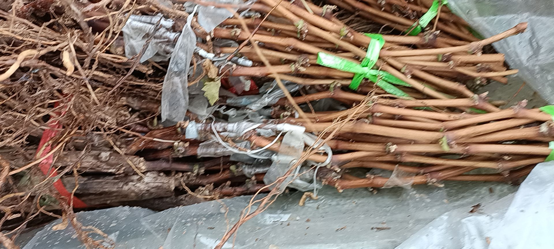 阳光玫瑰葡萄苗