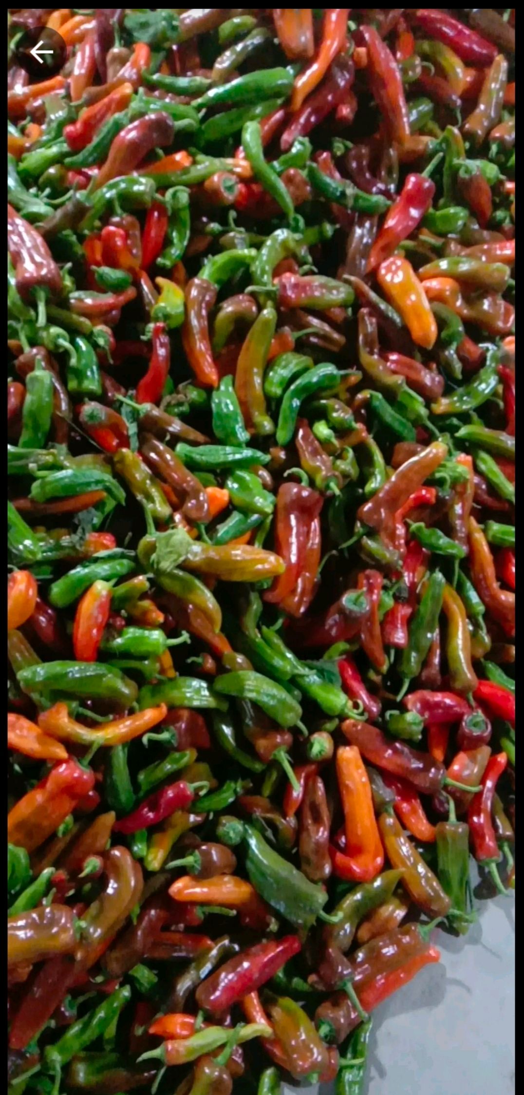 紫椒，花辣椒，个头大