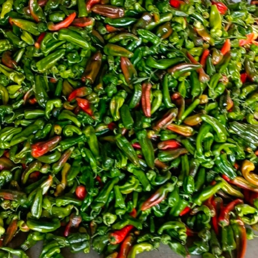 芜湖紫椒，花辣椒，个头大