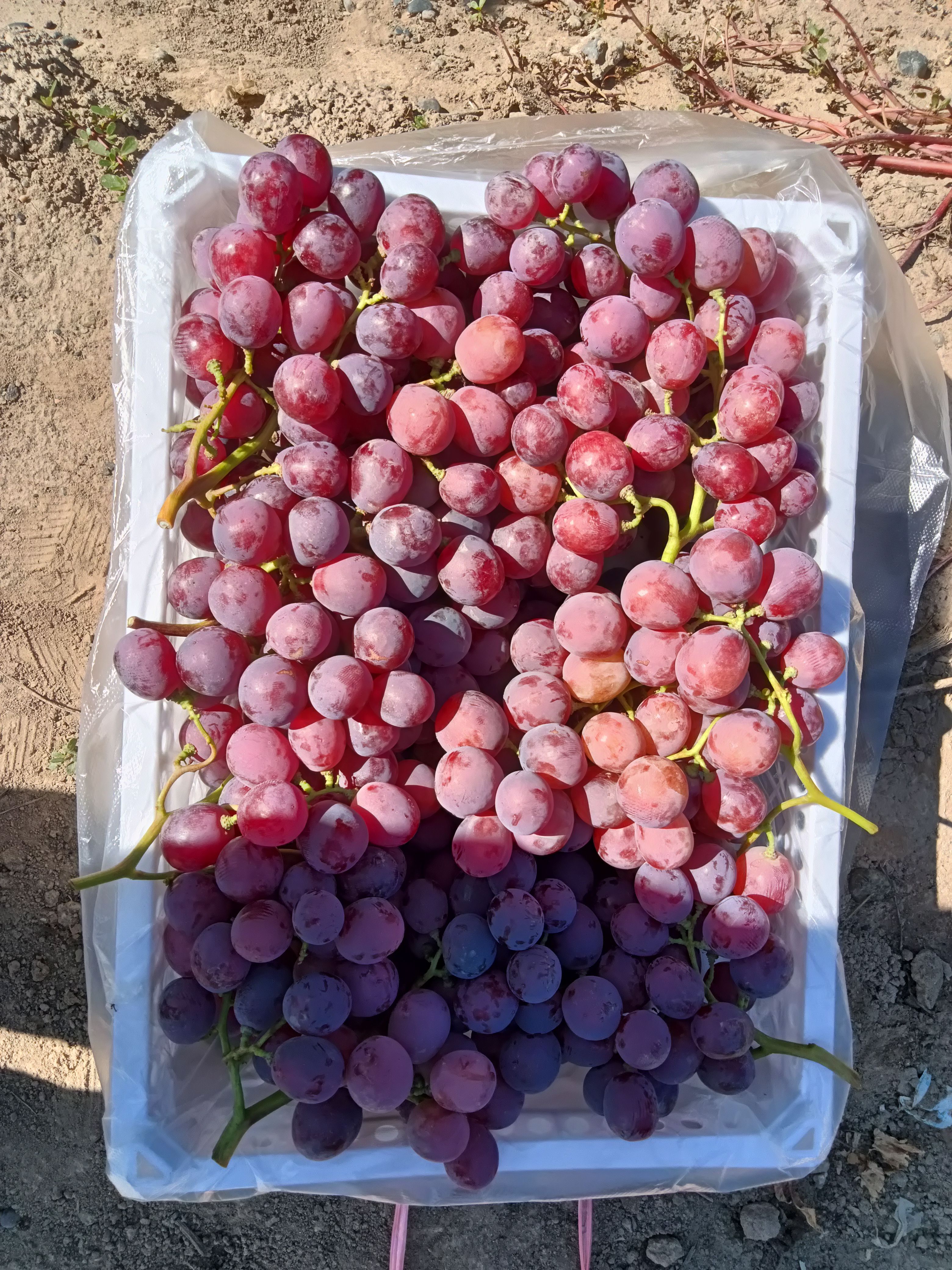  大美新疆井水灌溉的优质红提葡萄，色泽鲜美，口感纯正。