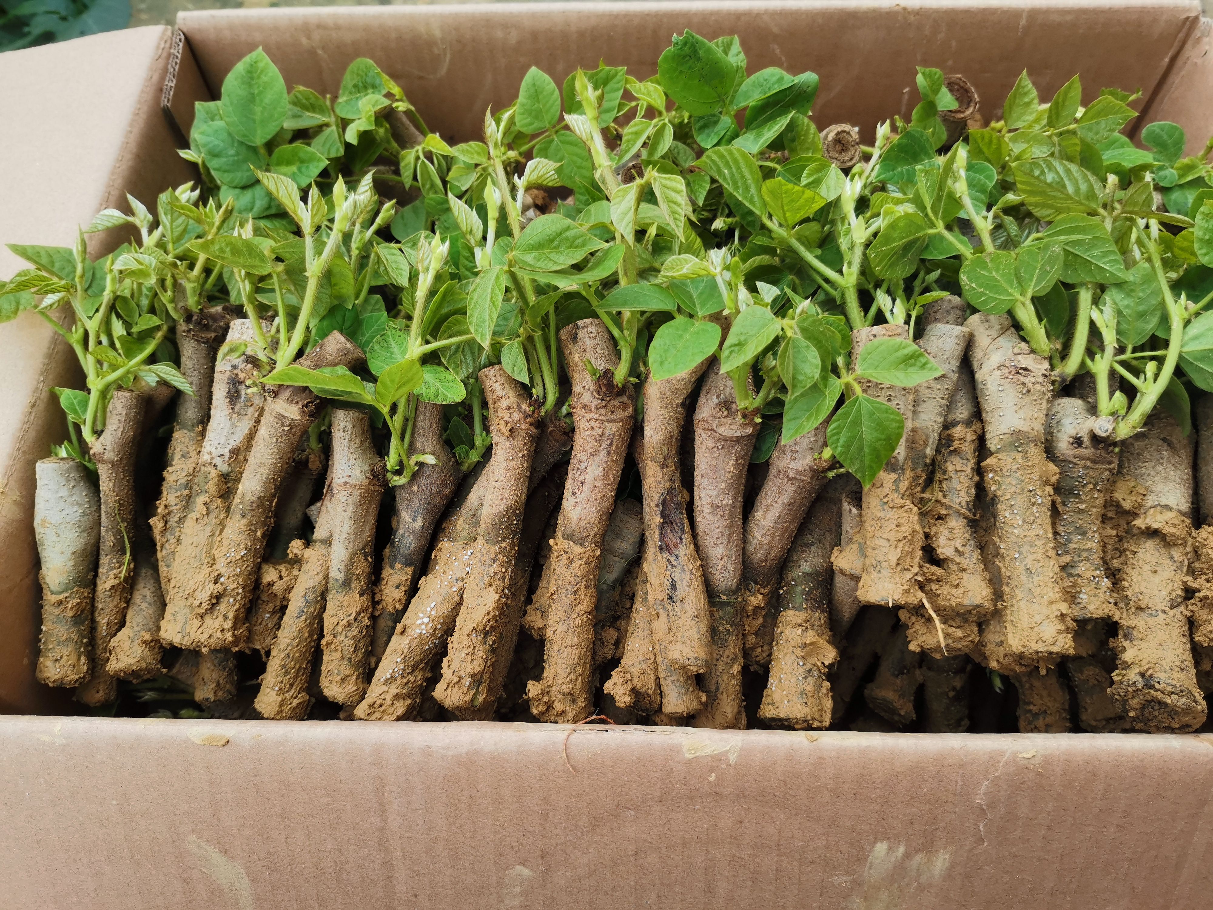 葛根种苗，无渣粉葛苗，已培育发芽带芽苗