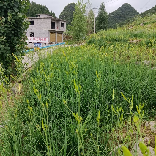沿河县五月花 本地黄花