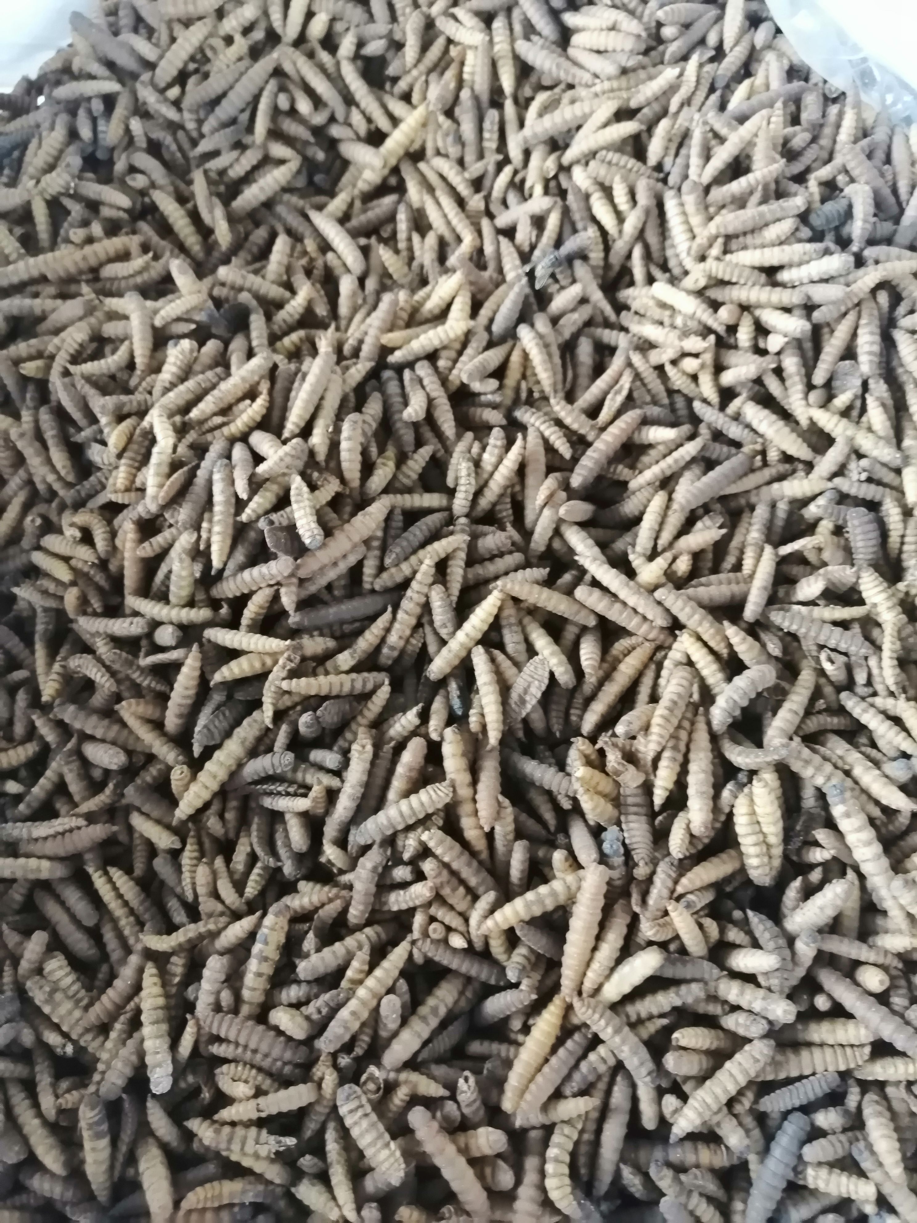  昆虫蛋白虫，凤凰虫，五谷虫，黑水虻虫