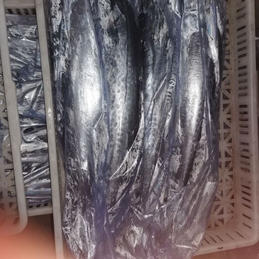 青岛 冷冻鲅鱼