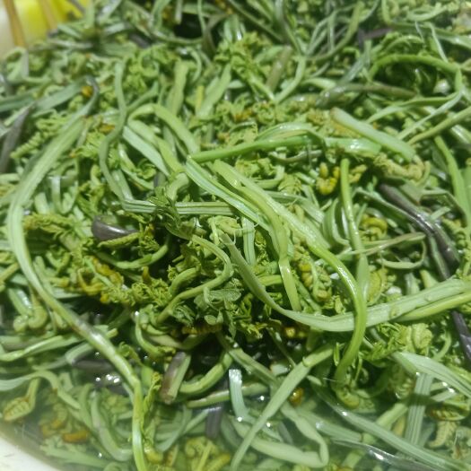 思茅云南普洱山蕨菜_水煮蕨菜