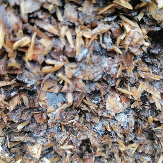 息烽县发酵的赤松茸营养基质