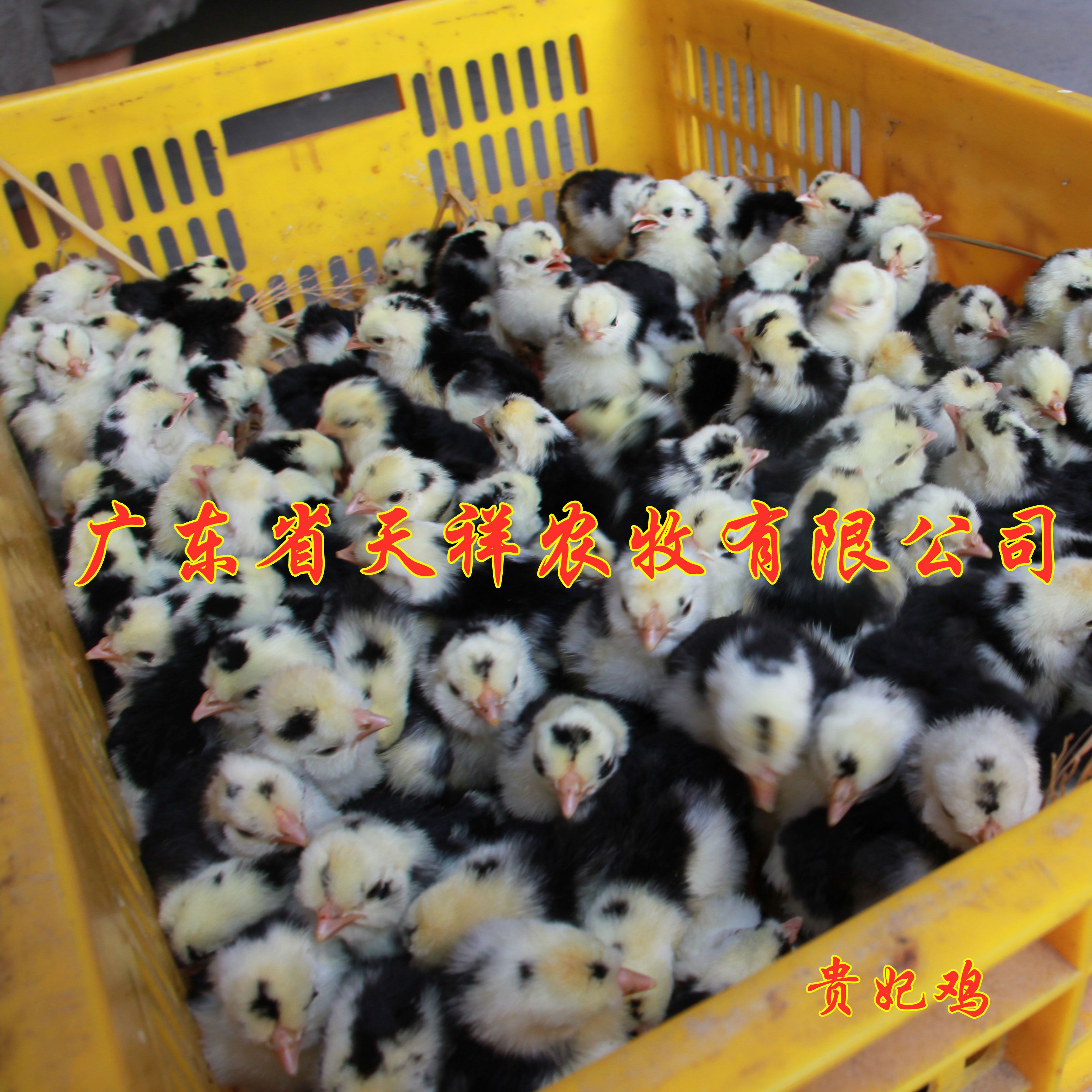 贵妃鸡苗 贵妃鸡 珍禽养殖 广东鸡苗批发