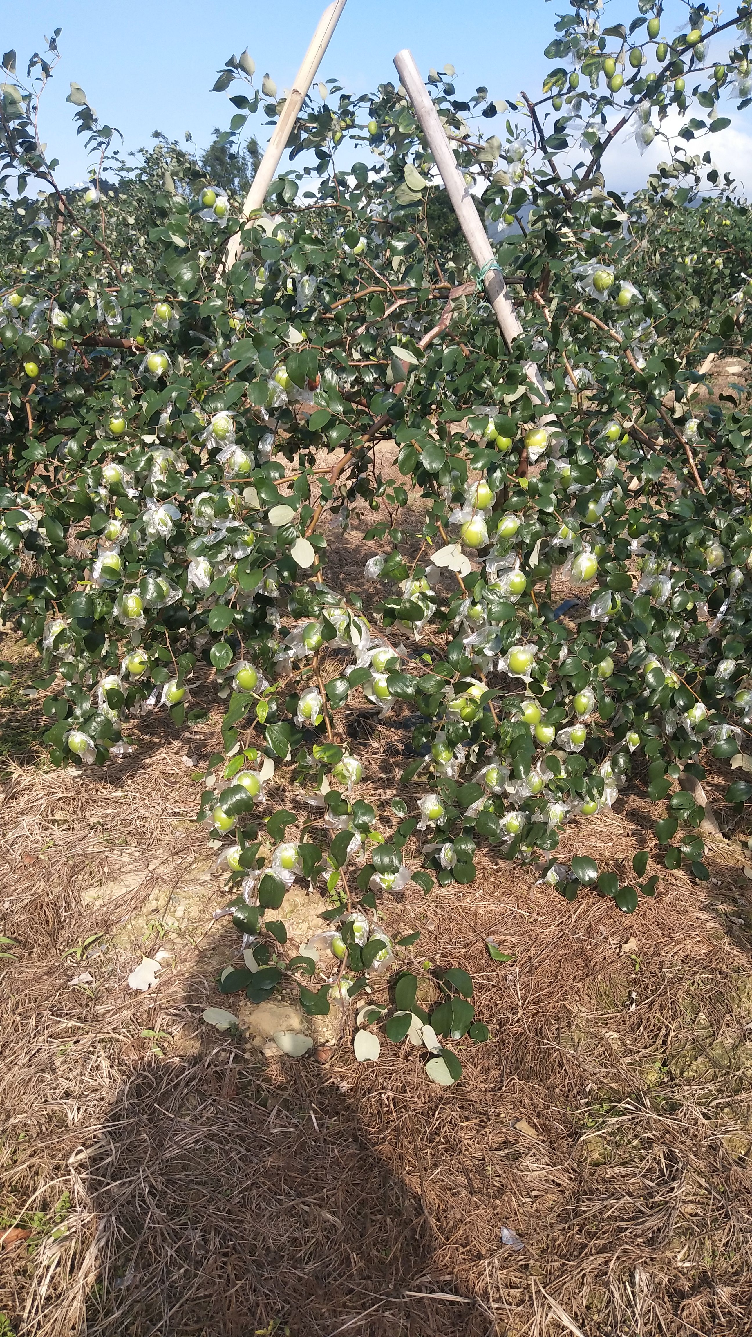  大青枣苗，清爽脆甜，当年挂果！